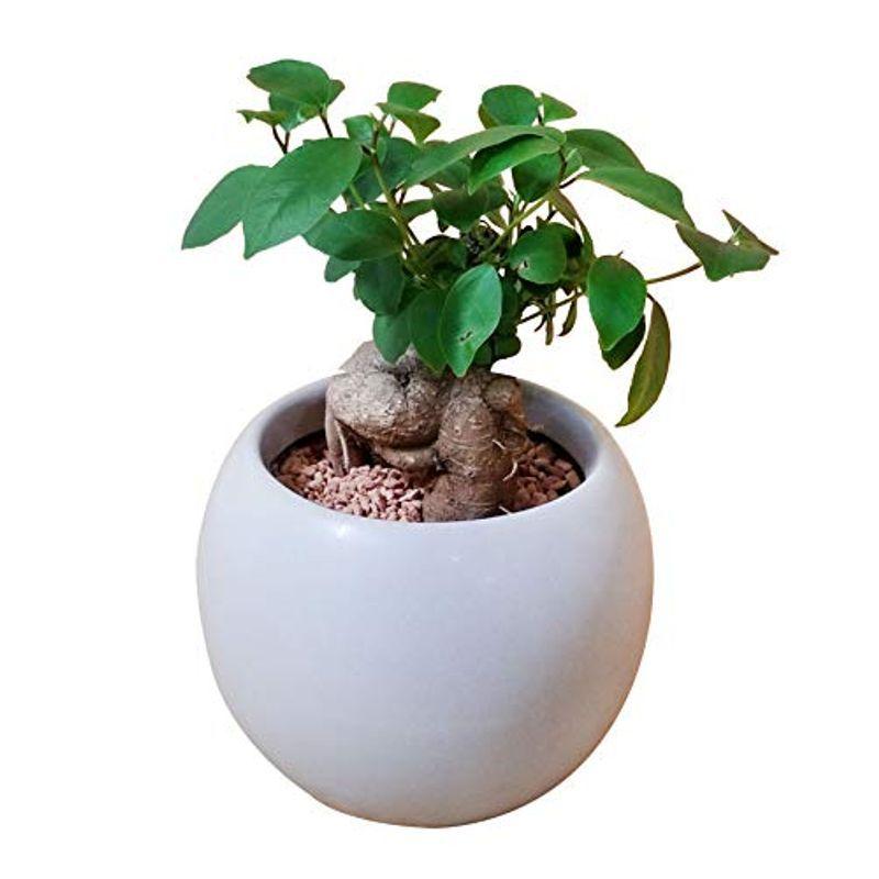 新セラミス植え パキラ 観葉植物 虫がこない ボスタポット ミニ 4号 風水 縁起 運気上昇 多肉質 インテリア 玄関 リビング 贈り物 ギ Tosaショッピング 通販 Yahoo ショッピング