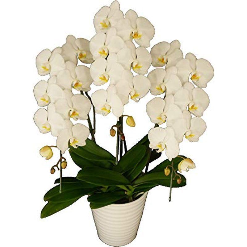 数々のアワードを受賞 胡蝶蘭 富澤洋蘭園 白大輪 フラワー 3本立て 鉢 プランター 28輪以上 ギフト プレゼント 生花 プレゼント お祝い お悔み お盆 鉢花 鉢植え フラワー 蘭 当選 御祝 敬 Tosaショッピング 在庫処分半額