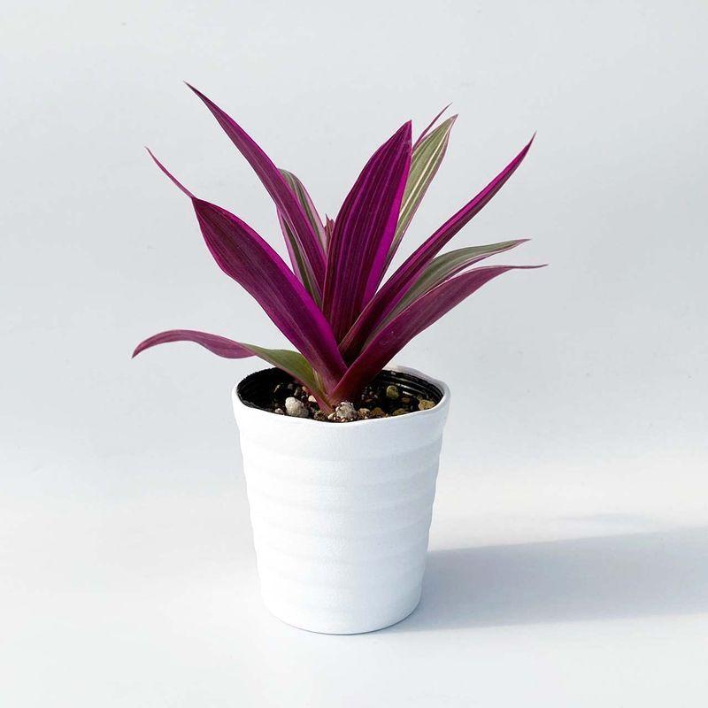 Ina工藝 観葉植物 おしゃれ 小さめ ミニ観葉 ムラサキオモト 3号 本物 鉢植え 室内 風水 プレゼント ギフト グリーンインテリア 植 6xrjiavyps 花 ガーデニング Editorialdismes Com