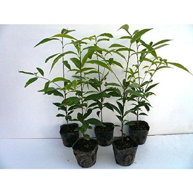 苗 苗木 10本セット シラカシ 樹高0 5m前後 10 5cmポット 白樫 白橿 しらかし ポット入り生垣用 植木 庭木 生け垣 何でも揃う