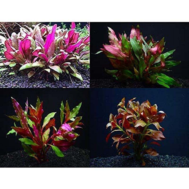 赤系水草セット1 無農薬 無害虫 二酸化炭素なしok イイ水草市場 Tosaショッピング 通販 Yahoo ショッピング