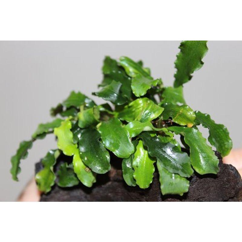イイ水草市場 ブセファンドラ グリーンウェイビーリーフ 1株 無農薬 Tosaショッピング 通販 Yahoo ショッピング
