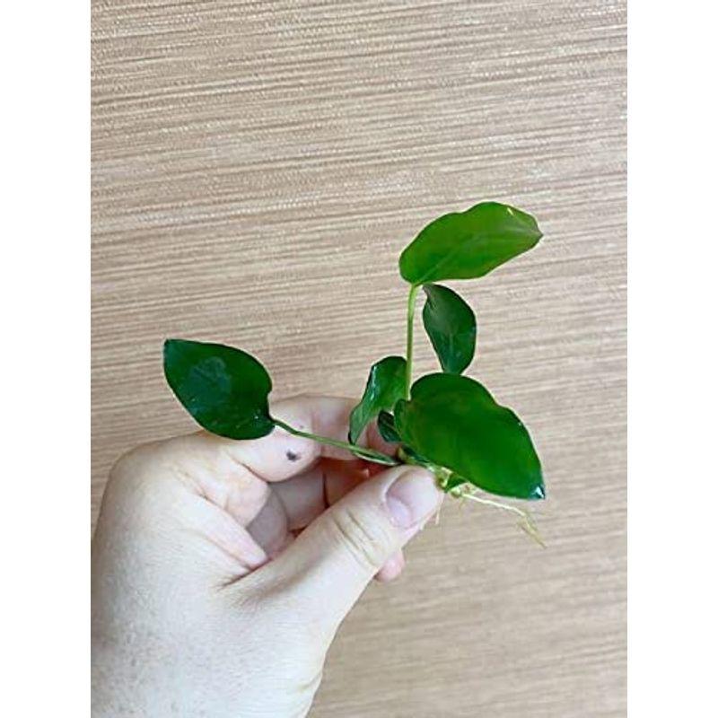 水草 無農薬 無害中 アヌビアスナナ ５株 イイ水草市場 Tosaショッピング 通販 Yahoo ショッピング