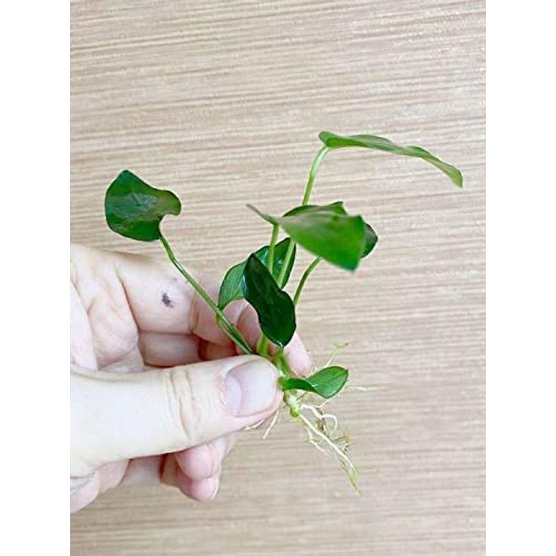水草 無農薬 無害中 アヌビアスナナ ５株 イイ水草市場 Tosaショッピング 通販 Yahoo ショッピング