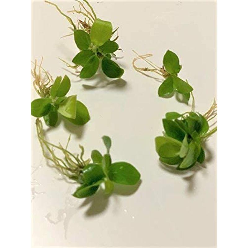 水草 アヌビアス ナナ ゴールデン ミニ ５株 大きくならないプチタイプ イイ水草市場 Tosaショッピング 通販 Yahoo ショッピング
