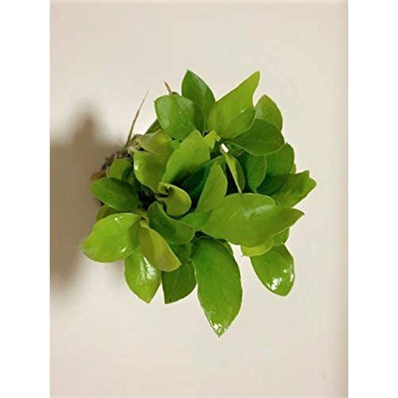 水草 アヌビアス ナナ ゴールデン ミニ ５株 大きくならないプチタイプ イイ水草市場 Tosaショッピング 通販 Yahoo ショッピング