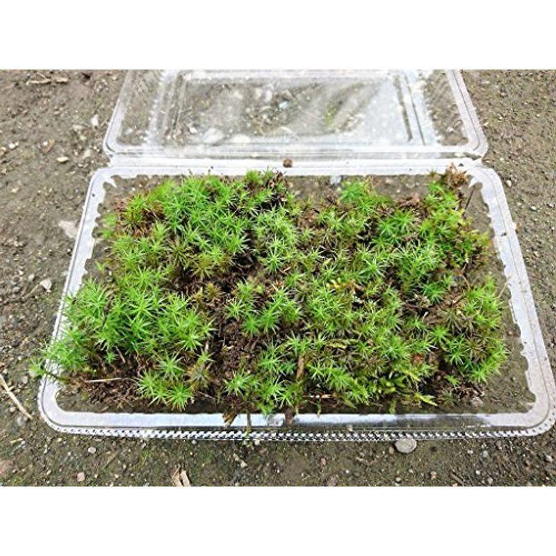 激安商品 北海道産スギゴケ 2パック入り
