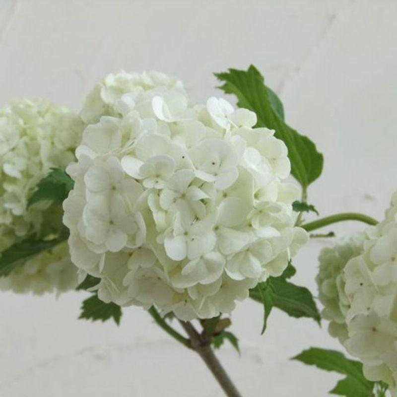 本物 激安 ビバーナム スノーボール樹高1m根巻き 人気花木 純白の手毬花 西洋テマリカンボク 新商品が毎日入荷 Comerciantesdetubarrio Com