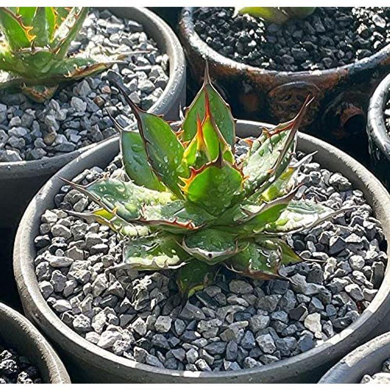 自然 セラピース ナチュラル 1kg 化粧砂 瓦チップ グレー 多肉植物の土 マルチング材 Tosaショッピング 通販 Yahoo ショッピング