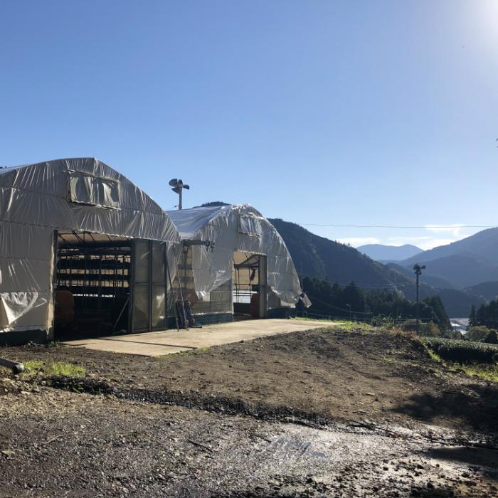 純国産 川根産天日干し白い乾燥キクラゲ50ｇ |  | 01