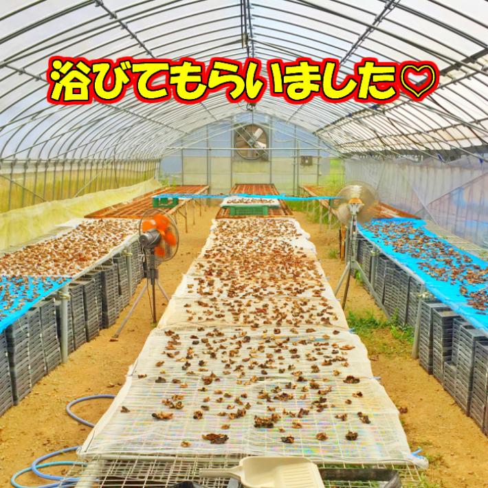 キクラゲ 国産　乾燥 【無選別】キクラゲ160ｇ 80g×2　 |  | 09