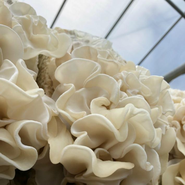 純国産川根産訳あり天日干し乾燥白いキクラゲ200ｇ |  | 03