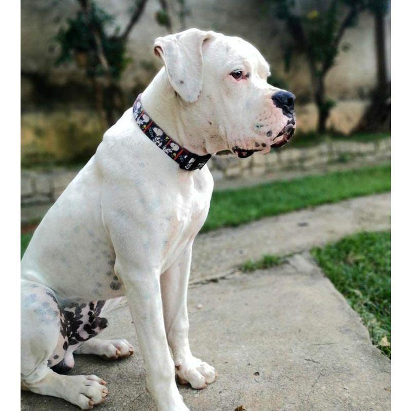 激安大特価 Snoopy Dog Collar Adjustable Dog Collars Non Slip Collar High 純正クリアランス Autorepairapp Com