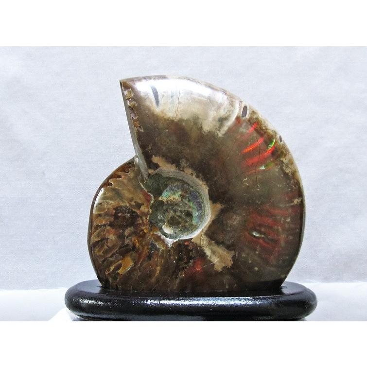 オウムガイの貝殻 イルミネーションインテリア Zkgmu Kz