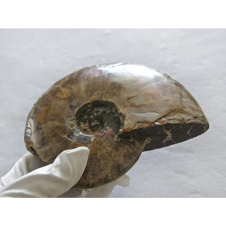 アンモナイト化石 原石 台座付属 虹入り 一点物 181-1655 : 天然石