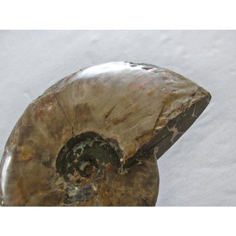アンモナイト化石 原石 台座付属 虹入り 一点物 181-1655 : 天然石