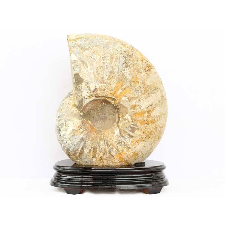 無料長期保証 アンモナイト 化石 原石 28 3kg 台座付属 送料無料 291 107 時間指定不可 Www Cristaxi Ro
