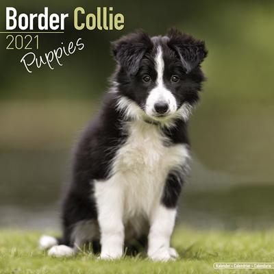 21ドッグカレンダー 71 ボーダーコリー パピー 英国製 Online Shop 藤信堂 通販 Yahoo ショッピング