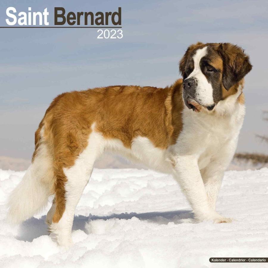 Sale 71 Off セントバーナード 雑貨 Protected By The Good Lord And A Saint Bernard 当店ｓサイズ アメリカンブリキ看板 Lacistitis Es
