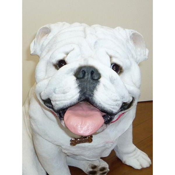 サンディキャストLS916/ブルドッグ・ホワイト（LLサイズ） : Online