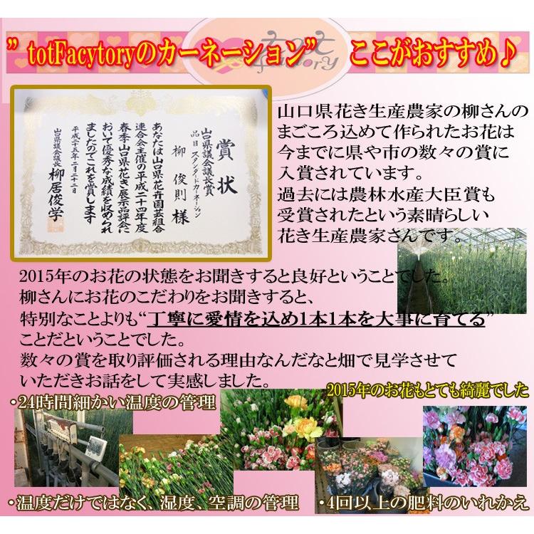 産地直送 数々の賞を受賞した山口県産カーネーシ ョン花束★カーネーション・ブーケ（約8本、高さ20cm） |  | 04