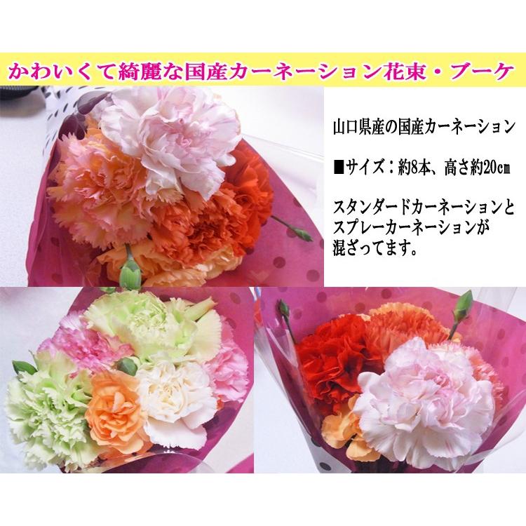 産地直送 数々の賞を受賞した山口県産カーネーシ ョン花束★カーネーション・ブーケ（約8本、高さ20cm） |  | 05