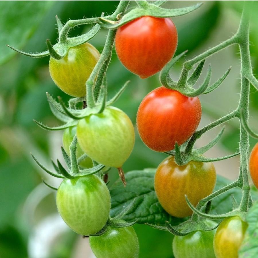 ミニトマト アイコトマト 2kg 各1kg 最高級の原城トマト ミニトマト 特別栽培 長崎県産 02 05 004 003 しまばら野菜のトトノウ 通販 Yahoo ショッピング