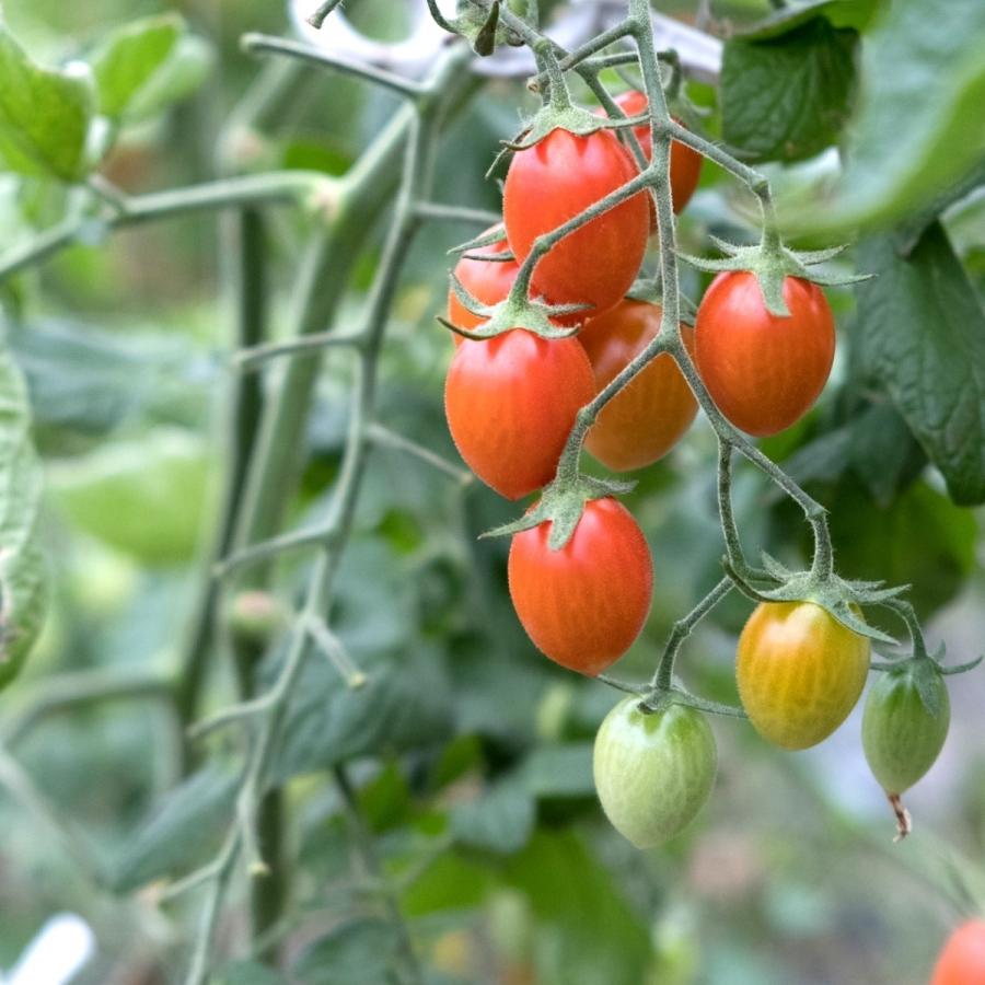 原城トマトの詰め合わせ 1 5kg 最高級トマト ミニトマト アイコトマト 大玉トマト 特別栽培 長崎県産 02 05 004 004 しまばら野菜のトトノウonlineshop 通販 Yahoo ショッピング