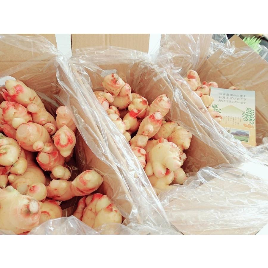 松本農園の新しょうが［1kg］長崎県産 島原半島 新生姜 : しまばら野菜