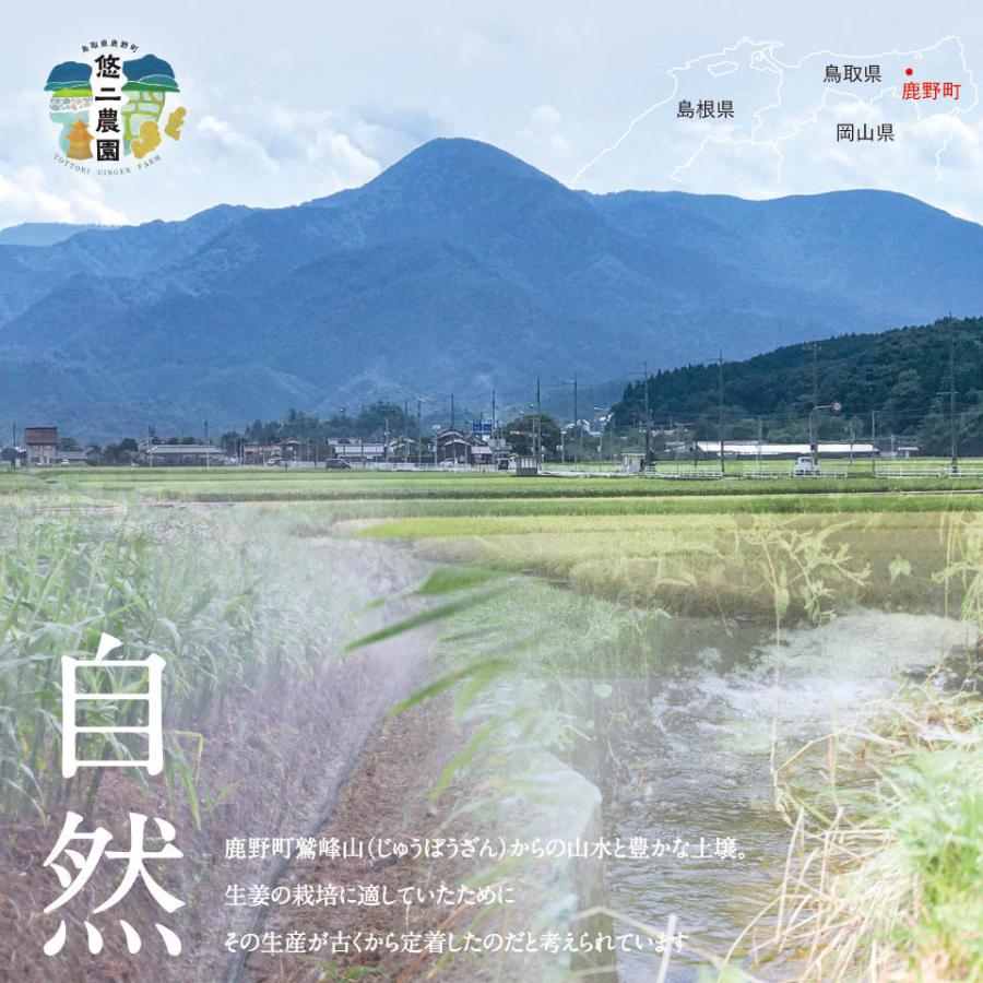 悠二農園の囲い生姜 2kg 鳥取県産 送料無料 国産 鳥取 悠二農園 2023年 秋収穫したもの 囲い生姜｜tottori-ginger｜03