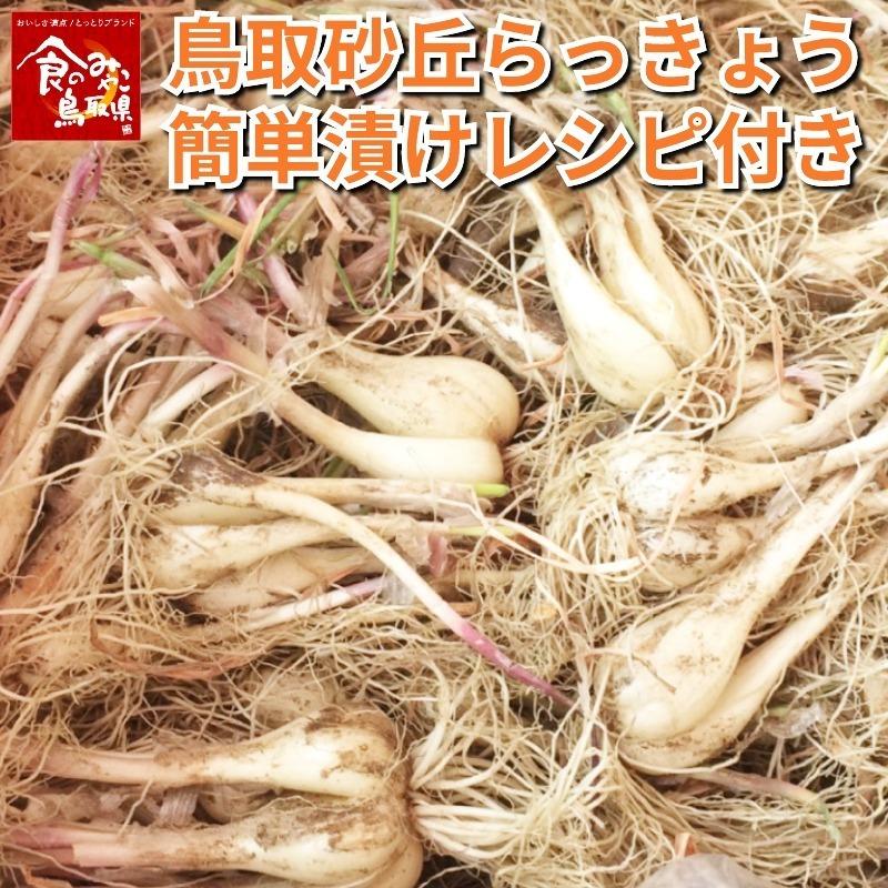 鳥取県産 砂丘 らっきょう 5kg 生らっきょう 砂根茎付き 簡単漬レシピ付 数量