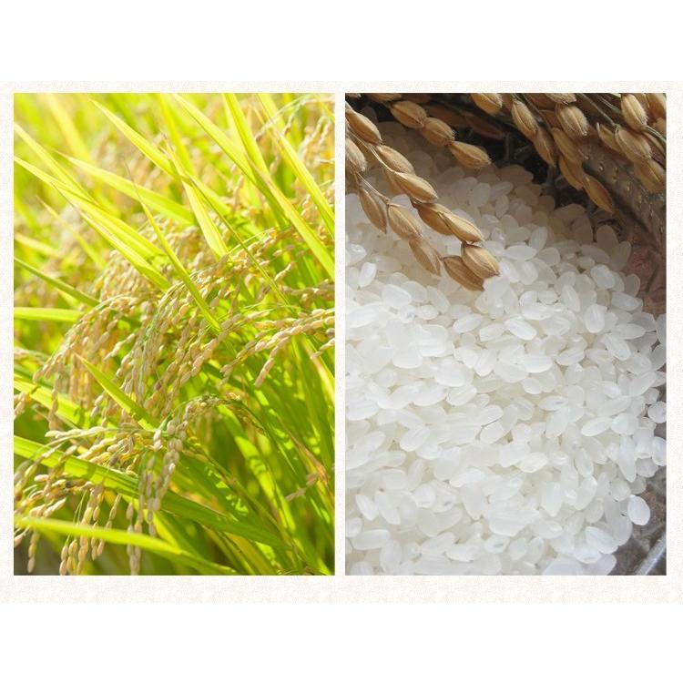 新米 令和7年 自然栽培米 無農薬 米 送料無 10kg 高級 お歳暮 ギフト