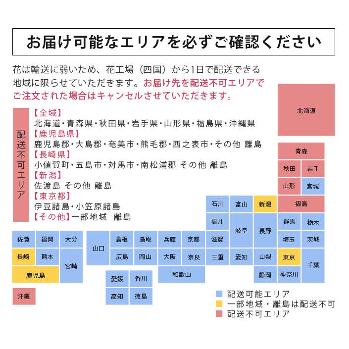 【早割800円OFFクーポン】母の日 カーネーション アレンジメント ＆ UVマフラー or ボディタオル or 今治タオルベア 送料無料｜toucher-home｜03