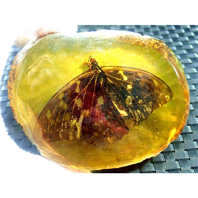 工芸品☆高級（アンバー)琥珀(蝶入り)原石168R3-30R43D : 水晶開運堂