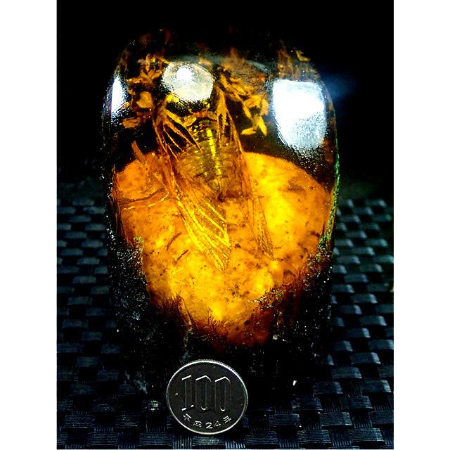 工芸品☆高級（アンバー)琥珀(セミ入り)原石168R3-48R20D : 水晶開運堂