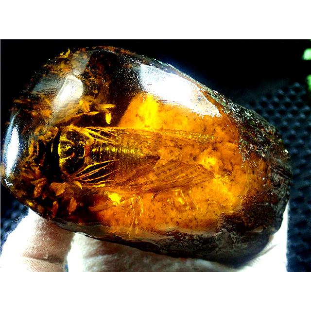 工芸品☆高級（アンバー)琥珀(セミ入り)原石168R3-48R20D : 水晶開運堂