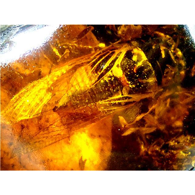 工芸品☆高級（アンバー)琥珀(セミ入り)原石168R3-48R20D : 水晶開運堂