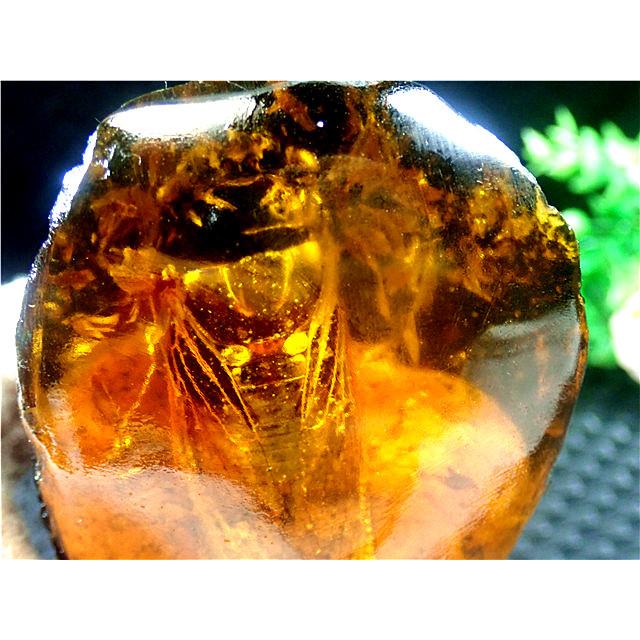 工芸品☆高級（アンバー)琥珀(セミ入り)原石168R3-48R20D : 水晶開運堂