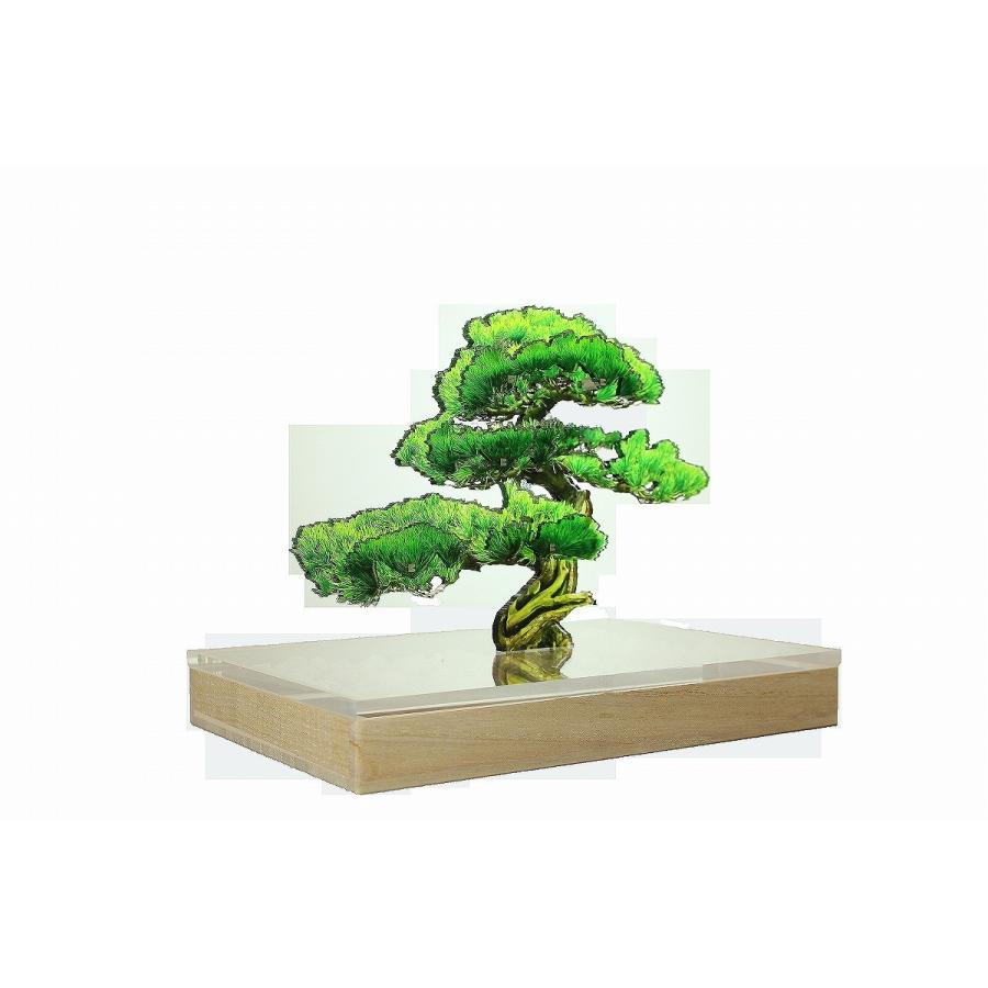 Store 盆栽 Bonsai Matu M Toumei 園芸 Bonsai松m Online Online 盆栽