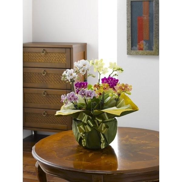 国産 生花 慶祝 お祝い商品 宅配 胡蝶蘭 ミディ寄せ植え カララmix １０本立 海外正規品 Nicmosul Org