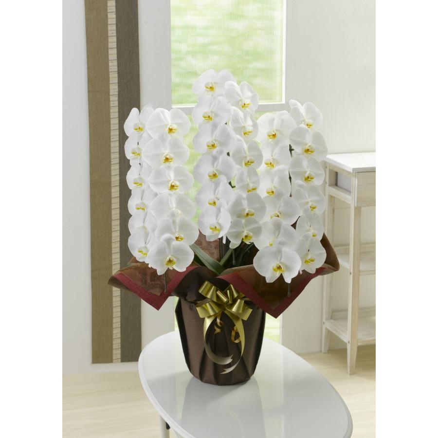 生花 慶祝 お祝い商品 宅配 胡蝶蘭 大輪 ３本立 Ds Ttok T 01 東欧商事株式会社 通販 Yahoo ショッピング