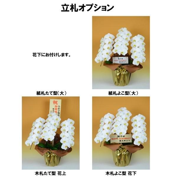 生花 慶祝 お祝い商品 宅配 胡蝶蘭 大輪 ３本立 Ds Ttok T 01 東欧商事株式会社 通販 Yahoo ショッピング