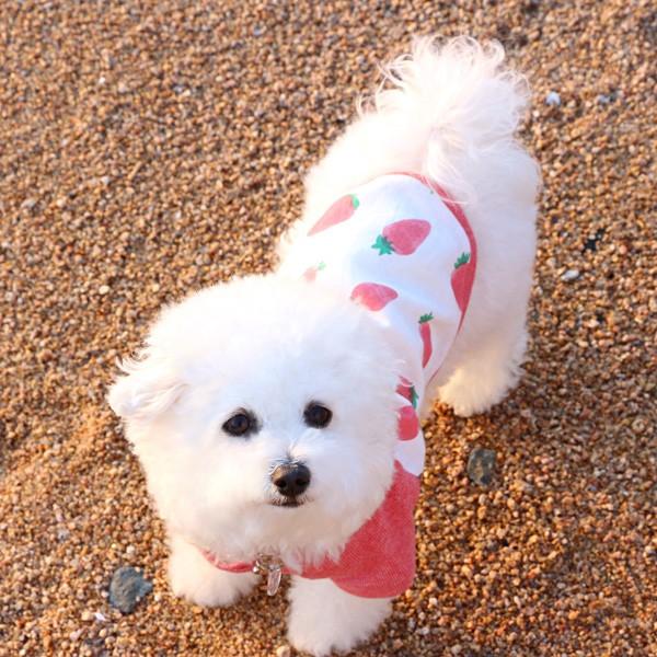 Pet S114 いちご アボカド れもん ラグランｔシャツ S M 犬服 メール便ok 日時指定不可 033 Rs1904 Tourbillonヤフーショップ 通販 Yahoo ショッピング