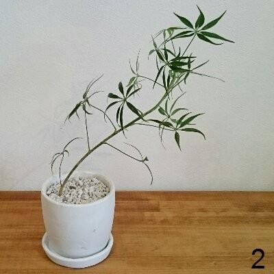 シェフレラ ルフィーナ 観葉植物 選べる樹形 1 トレジュール 通販 Yahoo ショッピング