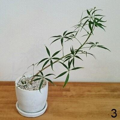 シェフレラ ルフィーナ 観葉植物 選べる樹形 1 トレジュール 通販 Yahoo ショッピング
