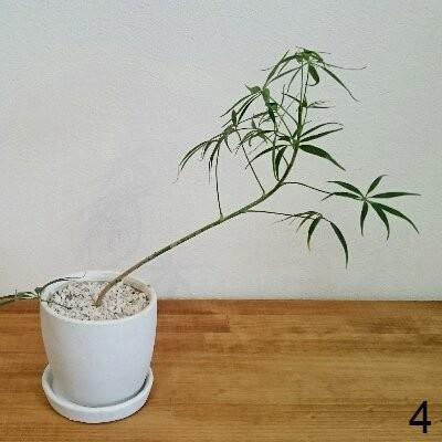 シェフレラ ルフィーナ 観葉植物 選べる樹形 1 トレジュール 通販 Yahoo ショッピング