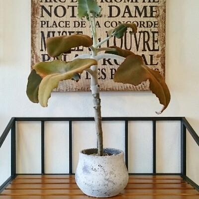 カランコエ 仙女の舞 ベハレンシス 多肉植物 １点モノ Mohmmadiyon Com