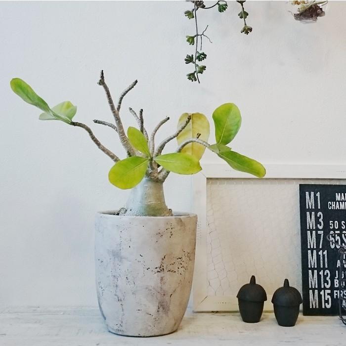 アデニウム アラビカム コーデックス 塊根植物１点モノ Iavocado In