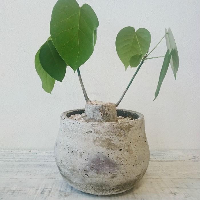 ボンバックス エリプティクム コーデックス 塊根植物 １点モノ 2 トレジュール 通販 Yahoo ショッピング