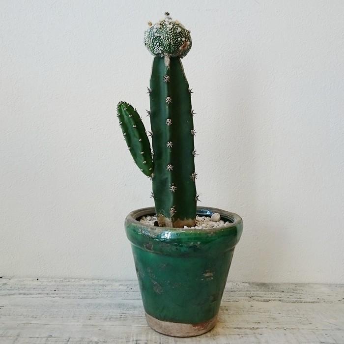 アストロフィツム 花園兜 接木 サボテン １点モノ 1709 1 トレジュール 通販 Yahoo ショッピング